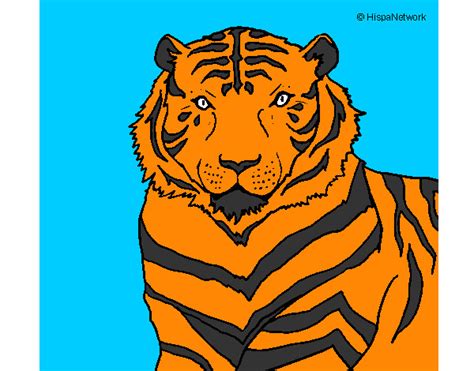 Top Imagen Dibujos De Tigres Faciles Thptnganamst Edu Vn