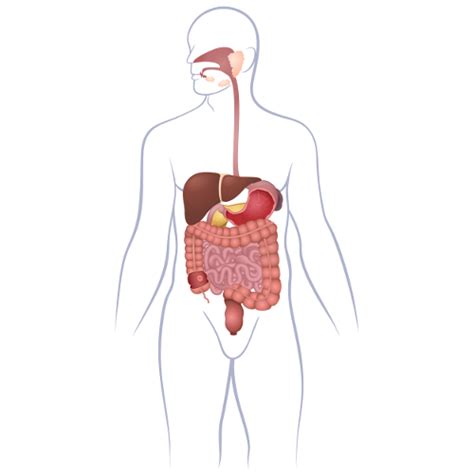Sistema Digestório Órgãos Do Sistema Digestório Biologia Net