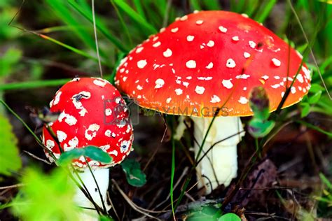 Closeup Shot Of Amanita Muscaria Poisonous Mushroom By Nobilior