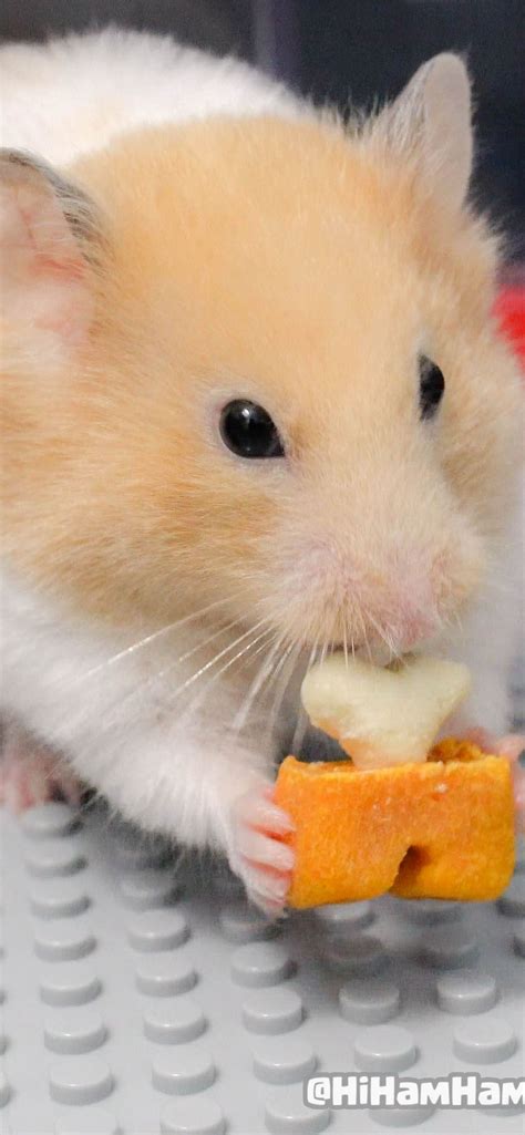 Latest Hamster Iphone Hd Wallpapers Ilikewallpaper