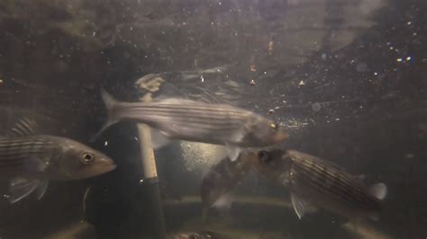 Striped Bass Growth Comparison First Semester Youtube