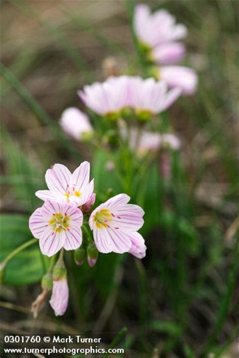 Claytonia Lanceolata Western Spring Beauty Wildflowers Of The