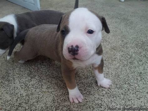 Tyler has been a part of manmade kennels pitbull family for over 10 years. fawn/blue tri colored registered pitbull puppies for Sale in Laguna Beach, California Classified ...