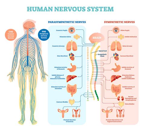 The central nervous system is where we receive sensory information the somatic nervous system allows for the voluntary control of muscle and skeletal actions. How Can the Nervous System Be Affected by Prolonged ...