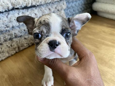 Adorable akc registered boston terrier puppy for sale. Westchester Puppies | Boston Terrier Puppies