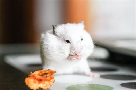 Cute Funny White Hamster Eating An Apple Stock Image Image Of Cute