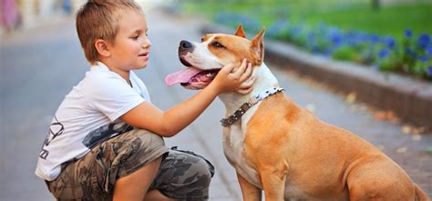Kids And Dogs Part 1 Ferndog Training
