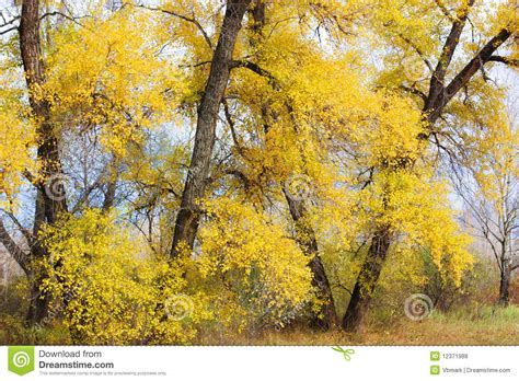 Gold Autumn Stock Photo Image Of Tree Beauty Stem 12371988