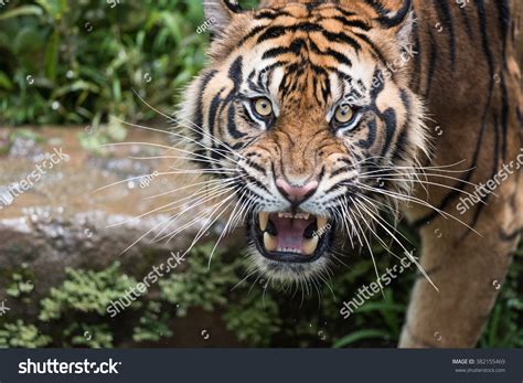Sumatran Tiger Dilated Eyes 库存照片 382155469 Shutterstock