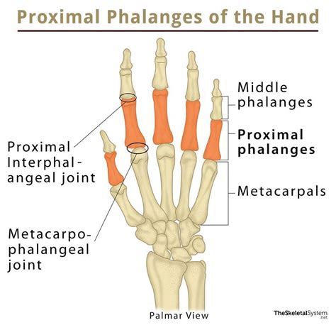 5th Distal Phalanx Fracture