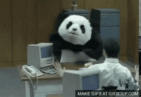 Angry Panda  Angry Panda Discover And Share S