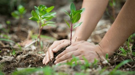 México Diplomados Para El Cuidado Del Medio Ambiente