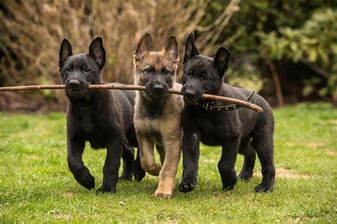 German Shepherd Puppies Facts To Ponder Before Bringing One Home