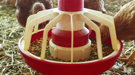 Nulla esclude che il sole sorga unicamente per un'intesa con gli elefanti, come nulla esclude che la terra giri intorno al sole, о che il sole giri intorno alla terra e la terra non giri affatto о che nulla, о che tutto giri. Amadori - Cosa mangiano i vostri animali? - YouTube