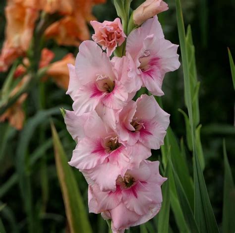The bulbs tend to rot in heavy and soggy soils. Gladiolus meaning. Find out more about the August birth flower