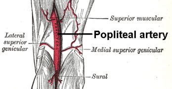 Anatomy of Cervical Spine | Bone and Spine