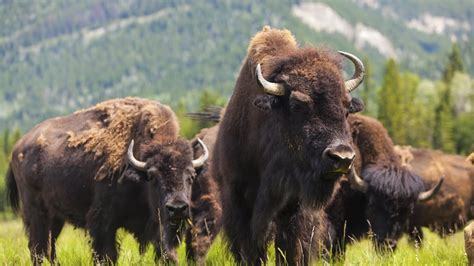 Brûlages Dirigés Pour Le Retour Des Bisons Dans Le Parc National Banff