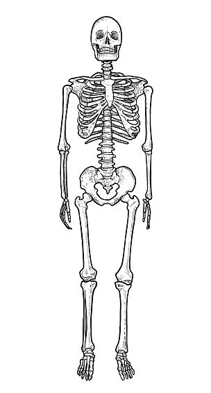 Human Skeleton Illustration Drawing Engraving Ink Line Art Vector Stock