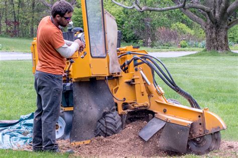Stump Grinding And Tree Services Your Essential Guide Bullfrag