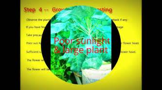 How To Grow Cauliflower Container Gardening Youtube