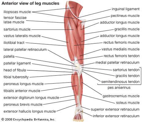 While most people will pull a muscle in their lower backs at some point, these injuries usually heal within several days. Quadriceps femoris muscle | anatomy | Britannica.com