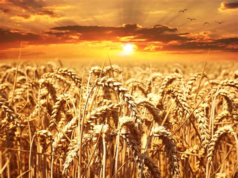 Macro Photography Of Wheat Grain Field Hd Wallpaper Wallpaper Flare