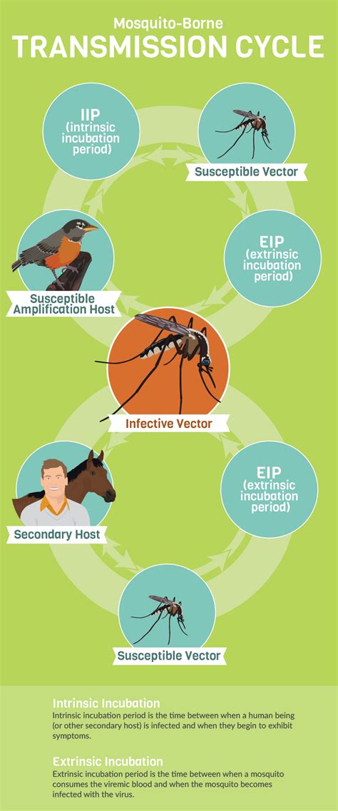 Mosquito Borne Disease