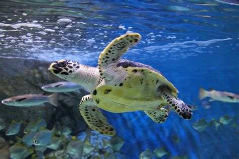 Rescued Sea Turtles Find Home In Sea Aquarium News Asiaone