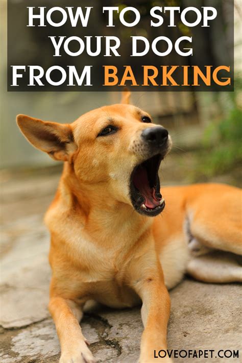How To Stop Your Dog From Barking 5 Simple Tips Love Of A Pet