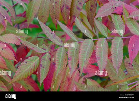 Smooth Sumac Rhus Glabra In Fall Stock Photo Alamy