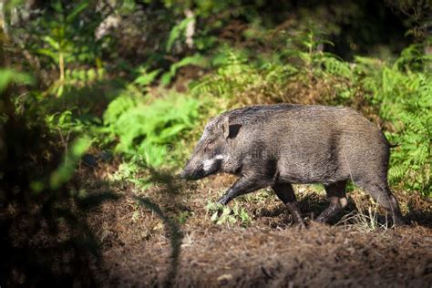 Wild Boar In The Forest Stock Image Image Of Place 88218991