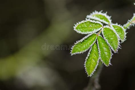 Green Leaves Ice Crystals Stock Image Image Of Ecology 92188269