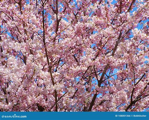 Pink Cherry Blossoms Against Blue Sky Stock Photo Image Of Beginnings