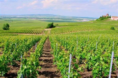 10 Vineyards Near Paris You Must Visit For A Thorough Wine Tour