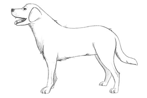 How To Draw A Dog For Beginners Video Tutorial