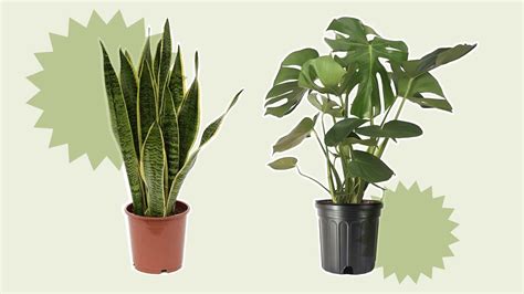 The 10 Most Popular Houseplants In The Uk