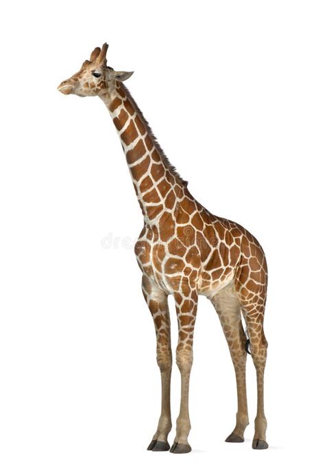 1 Somali Giraffe Free Stock Photos Stockfreeimages