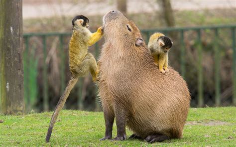 Making Friends With A Capybara The Great Beyond