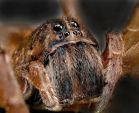 Kostenlose Foto Hand Natur Fauna Wirbellos Nahansicht Spinne