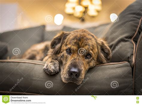 Sad Dog Stock Image Image Of Sadness Sleepy Depressed