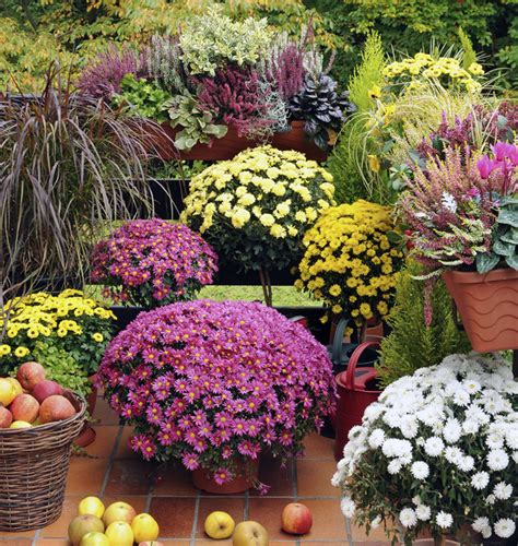 Caratteristiche principali di questo siepi da giardino: Balconi fioriti e terrazzi fioriti | Come progettarli in ...