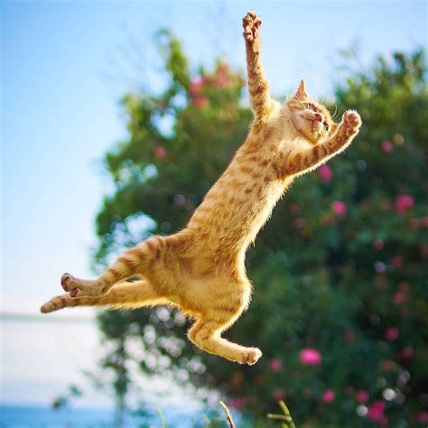 Pin By Jome On Cats Dancing Cat Cat Pics Funny Cat Images