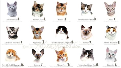 Breeds Of Cats Cat Choices