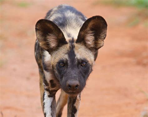 Afrikaanse Wilde Hond Kom Alles Te Weten Zooparc Overloon