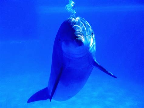Dolphin In Deep Sea Wallpaper Wallpapersxplore Free Hd Desktop