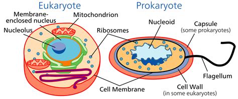Endosymbiotic Theory How Eukaryotic Cells Evolve