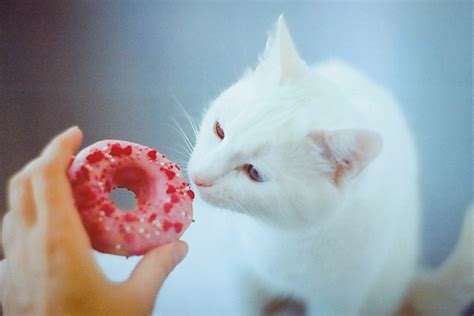Cats can eat both raw and cooked shrimp. Can Cats Eat Chocolate? What to Know About Cats and ...