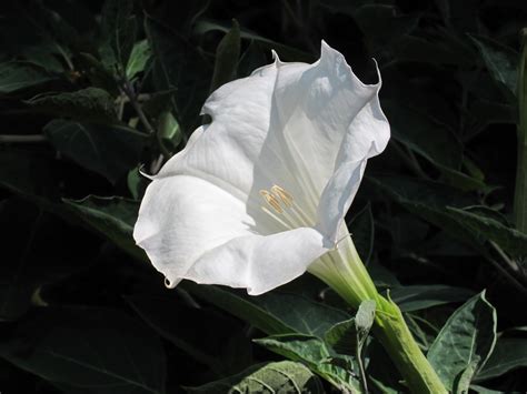 Moon Flower Seeds Easy To Grow Fragrant White Flowers Etsy