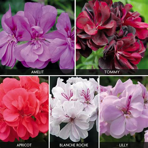 Geranium Trailing Ivy Leaf Collection Hanging Basket Plants Van