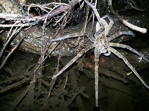 1 Okefenokee Fishing Spider Dolomedes Okefinokensis Arachnoboards
